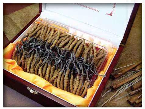 玉泉冬虫夏草回收